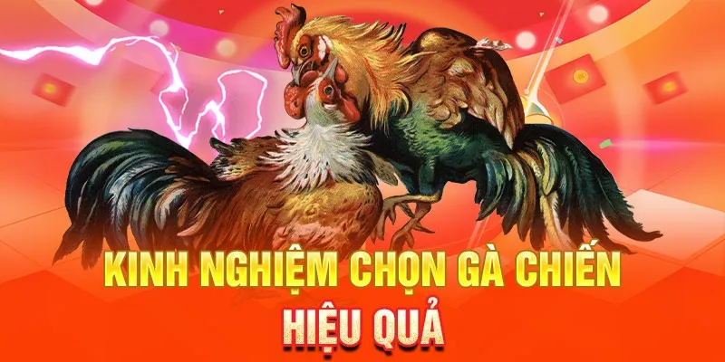 Cách chọn gà chiến khi tham gia đá gà cựa sắt