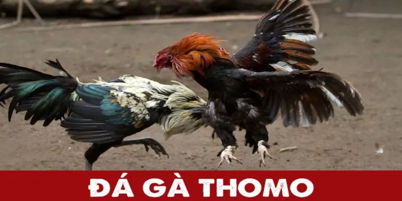 Luật chơi đá gà Thomo và cách đặt cược hiệu quả